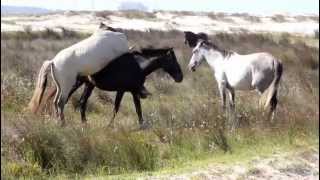 CASAL DE CAVALOS NAMORANDO [upl. by Yelraf]