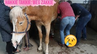 CASTRATIE VAN XANTHÓ Hakkie takkie weg zakkie  Haflingers King amp Beau [upl. by Yregerg417]