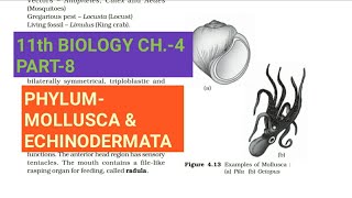 Class 11 BiologyCh4 Part8PhylumMollusca amp EchinodermataStudy with Farru [upl. by Shaylynn500]