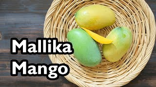 Truly Tropical Mango Varieties ‘Mallika’ [upl. by Anaiek315]