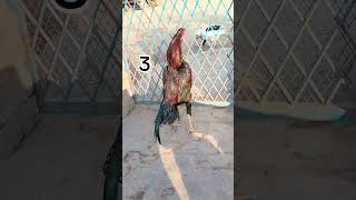 Aseel Rosters Crowing shots aseelmurga viralvideo birds rooster [upl. by Lana375]