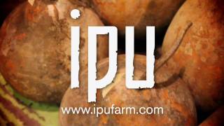 Ipu heke  Ipu Farm [upl. by Lukey]