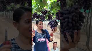 GRAPES HARVESTING Grape grapetree harvesting shorts ytshorts viralvideo video [upl. by Karub]