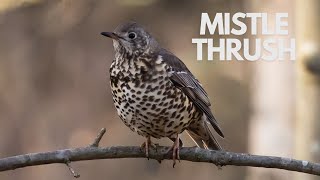 Mesmerizing Thrush Song in the Forest The Tranquil Thrush Call [upl. by Catlaina]