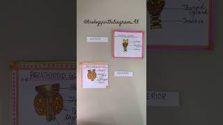 Parathyroid glands Thyroid gland  Location of thyroid and parathyroid gland shorts youtube [upl. by Kaia]