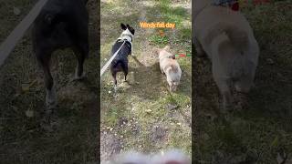 Windy fall walking with dogs doglife boxerdog chipoo bostonterrier windyday [upl. by Modeste44]