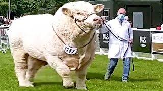 Champion Bulls of Different Breeds at Royal Highland Show 2021 [upl. by Artinahs]