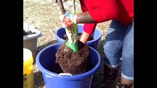 Tractor supplyhow I plant my Kieffer amp Bartlett Pear tree [upl. by Imoin]