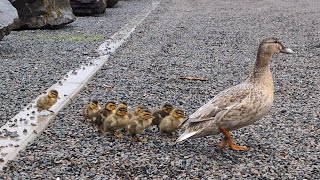 Ducklings walking the last duckling tho 🙈😅 [upl. by Nnylanna110]