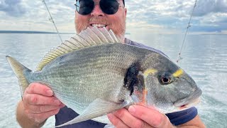 On the hunt for a big Gilthead Bream [upl. by Warchaw]