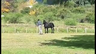 YEGUA DE JINETEADA AGARRADA DESDE EL LENGUAJE EN FIESTA DEL CABALLO [upl. by Efar]