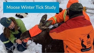 Largest Moose Winter Tick Study Underway in North America [upl. by Yenruoj]