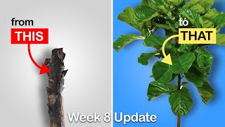 Easy way to get more branches on your Fiddle Leaf Fig or Rubber Tree Week 8 Update [upl. by Oniotna]