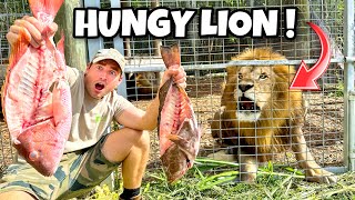 FEEDING MASSIVE FISH TO HUNGRY LION PRIDE  LIONS TIGERS CROCODILES [upl. by Drhcir]