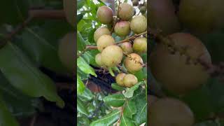 LONGAN FRUIT View natural nature natureview flowers beautiful plants garden klinetv longan [upl. by Cooper]