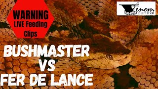 2 of Brazils Deadliest Pit Vipers  Bushmaster vs Fer de lance [upl. by Asiuol]