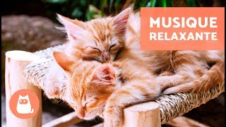 Musique relaxante pour chat  MUSICOTHÉRAPIE [upl. by Karoline]