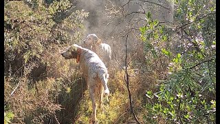 Chasse de la bécasse en Cévennes [upl. by Juanita955]