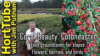 Coral Beauty Cotoneaster  Erosion Control Flowers Berries and Birds🐦🌼 [upl. by Edobalo]