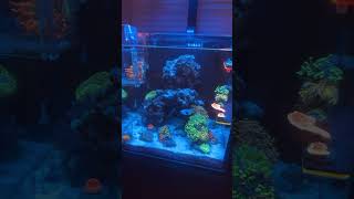 My 15 gallon Reef Cyphastrea and bowerbanki added😁 coral reeftank reef clownfish [upl. by Suk]