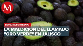 La maldición del aguacate  Especiales Milenio [upl. by Bortman]