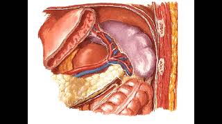 Anatomía ESOFAGO  Abdomen 2  SOCIBASF  UNMSM [upl. by Limak]