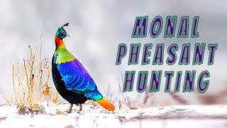 Upland Hunting  Monal Pheasant  The Magnificent Bird Hunting 2021 [upl. by Pennington177]