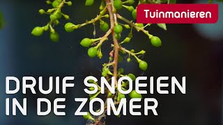 De druif in de zomer snoeien Doen Geef je druiven licht en jezelf ook Druivensnoei [upl. by Airahs]