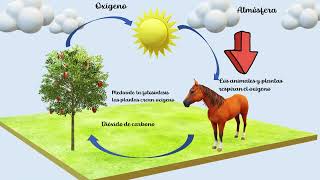 Ciclo biogeoquímico del oxígeno [upl. by Okia]