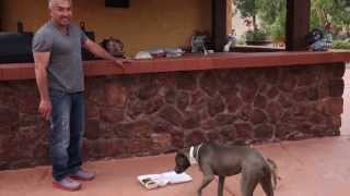 Cesar Millan Explains Summer Fun  Dogs and Parties [upl. by Neilla]