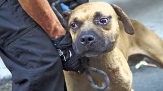 ASPCA Video Abused Dog Fighting Victims One Year Later [upl. by Dode]