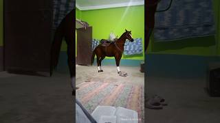 The horse is in the room 🦄🐴 viral [upl. by Hewie352]