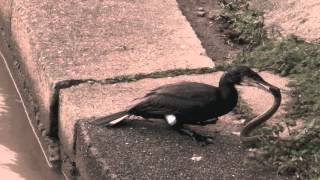 cormorant swallowing huge eel [upl. by Bathilda836]