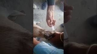 Vitamin B complex injection through subcutaneous in goats 🐐goat injection vitamin [upl. by Orpheus]