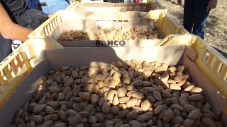 28 milliards de livres damandes récoltées en Californie  Usine de transformation des amandes [upl. by Lotsyrk196]