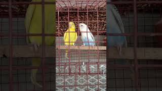 Bagies Parrot Male Female Defence birds austrilian budgies [upl. by Walke340]