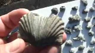 Collecting Big Fat Fossil Sea ShellsPlatystrophia pt 2 [upl. by Eilema]