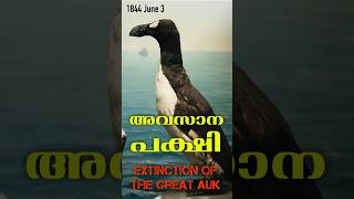 Extinction of the Great Auk [upl. by Walker195]