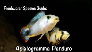 Freshwater Speices Guide Apistogramma Panduro [upl. by Holman]