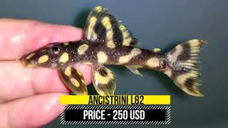 TOP 5 Most Expensive plecos [upl. by Anyk96]