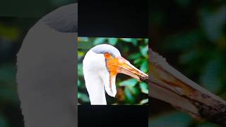 The wattled crane is a largeamazing facts super knowledge shorts [upl. by Lambrecht]