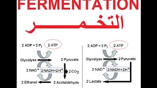 التخمر و إنتاج الطاقة Fermentation et production dénergie ATP [upl. by Marijo]