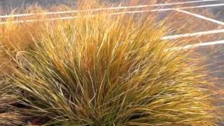 Anemanthele lessoniana Stipa arundinacea  New Zealand Wind GrassPheasantsTail Grass [upl. by Cleo628]