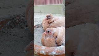 Fancy pigeon baby treatment pigeon kabutar birds [upl. by Assetan216]