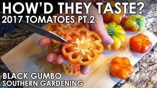 2017 Tomato Review  Part 2  Black Gumbo [upl. by Acemahs946]