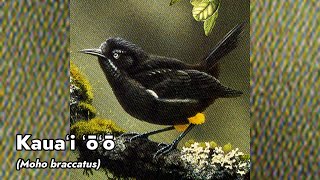 Cantos de Aves Extintas Nr 14  Kauaʻi ʻōʻō [upl. by Newby]