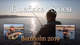 Fluefiske i sjøen Episode 6  2019 Sjøørretfiske på Bornholm  Med Fluefiskern Eivind Berulfsen [upl. by Magdalene]