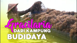 Gracilaria dari Kampung Budidaya Rumput Laut Sekali Tanam Panen Terus [upl. by Alwitt]