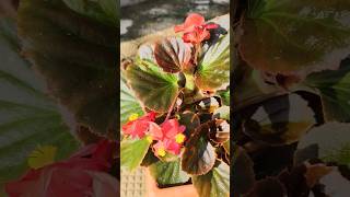 Both Begonias got back life 🥰MyBitsyHappiness shortsviral like life gardening begonia [upl. by Pantin242]