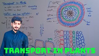 Transport of water and salts in plants ions and water uptake  9th chapter 9  lecture 2 [upl. by Yecniuq]